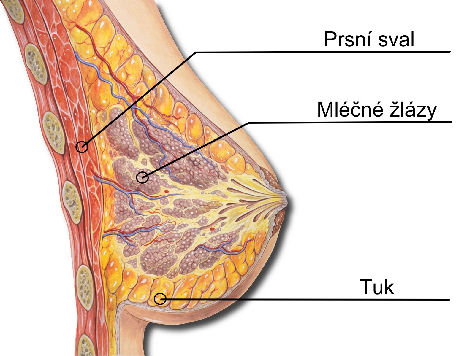 Zjednodušená anatomie ženského prsa